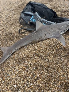 Bill Liddicoat with a Smoothhound of 8lb 13oz